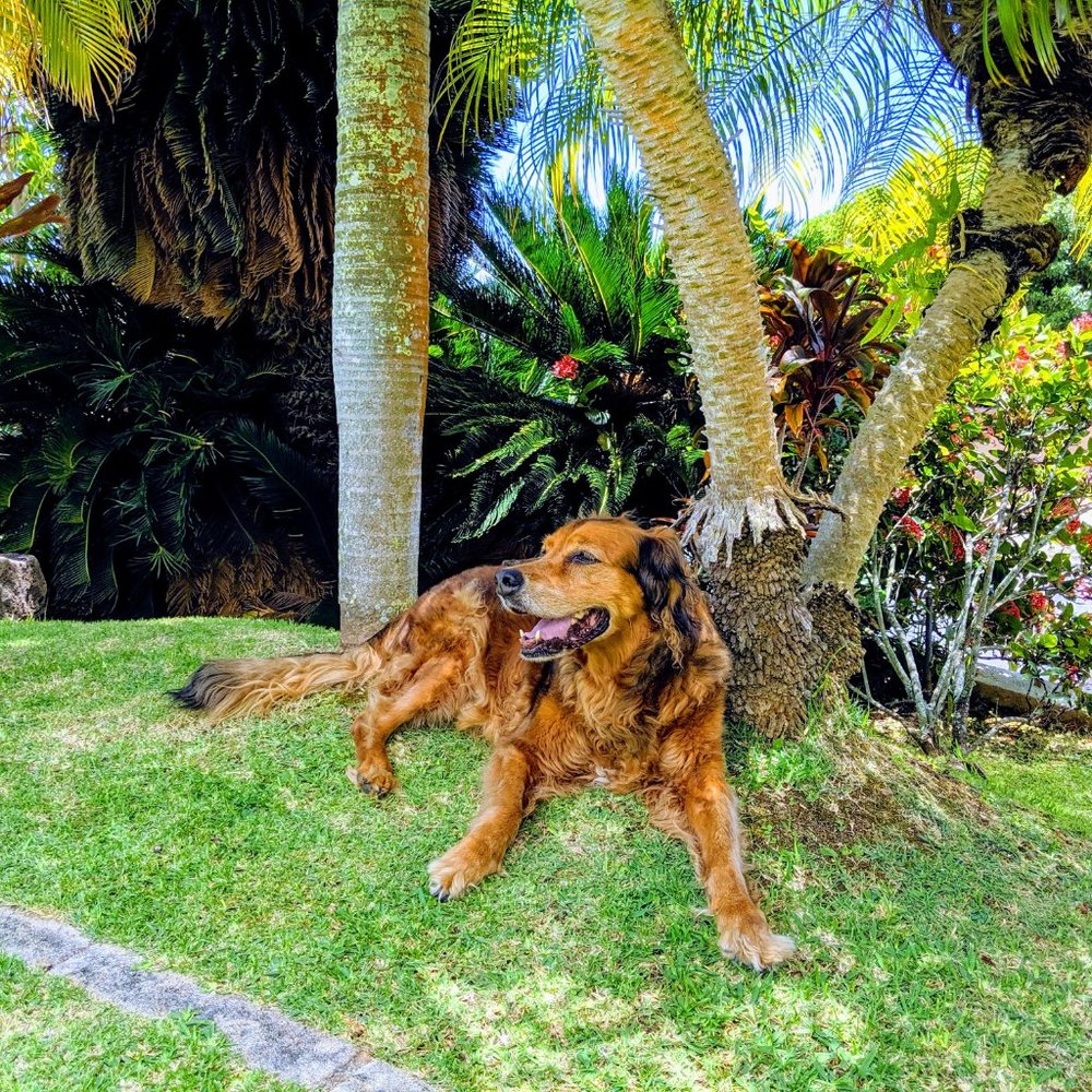 Meet your Posher, PennyPineapple